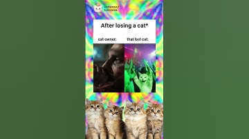 Funny Cutie Cat Memes