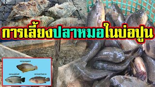 แนวทาง | การเลี้ยงปลาหมอใหญ่ | ในบ่อปูน |