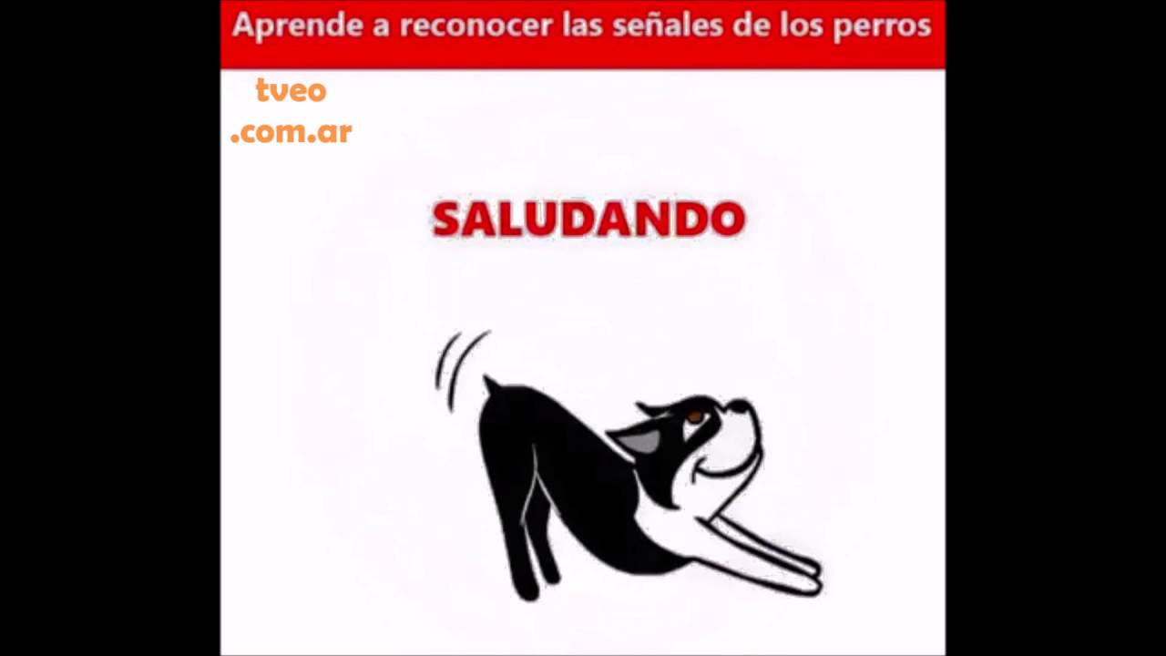 11 Tips para conocer mejor a tu mascota