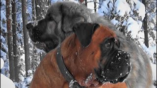 Pyrenean Mastiff mix & Boxer mix in Wintry Deer Hunt by Irma and Hilda 204 views 1 year ago 4 minutes, 19 seconds