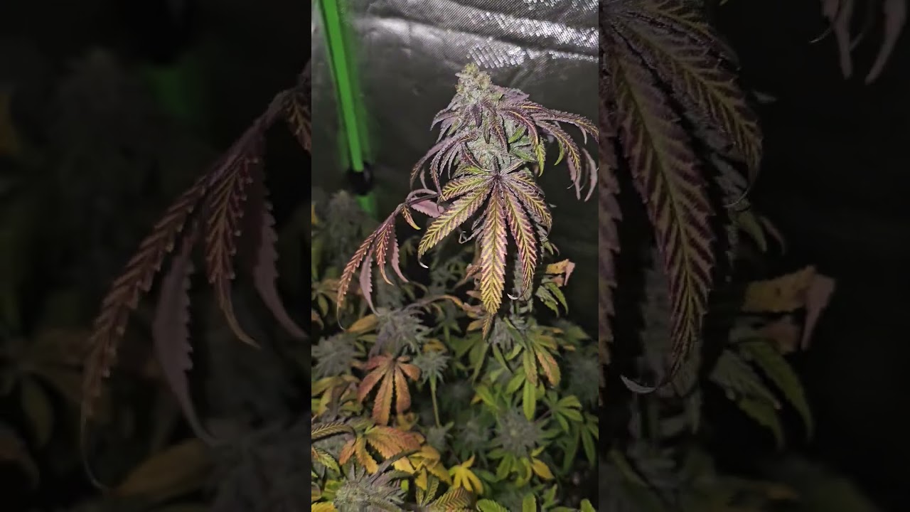 Permanent Marker at Peak Ripeness 🌱✨ | Flower Close Ups #4