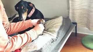 No more slipping on the wood floor! Senior dog essentials