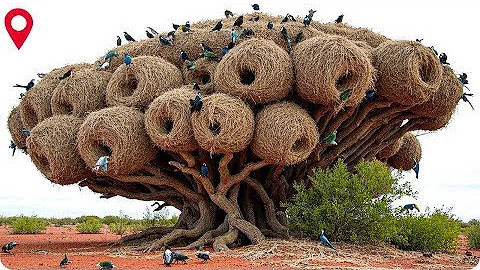 Most Incredible Bird Nests That Redefine Natural Architecture!