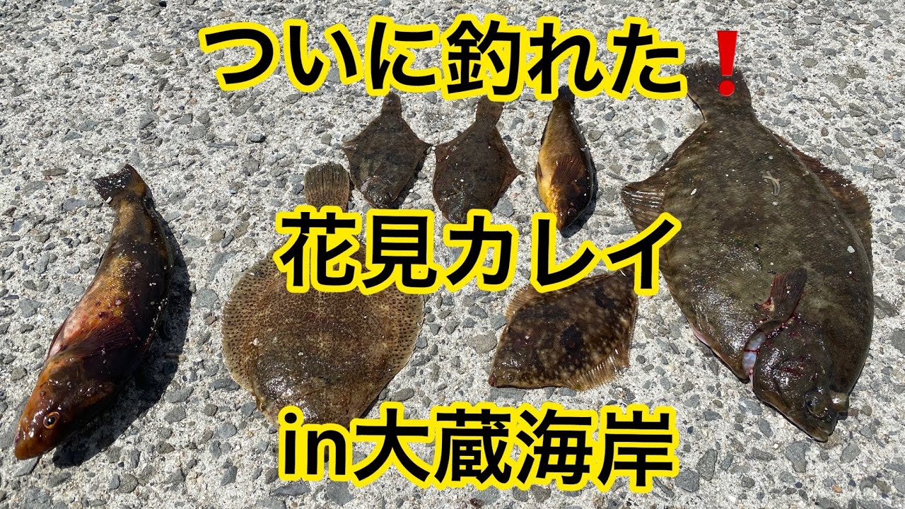 ついに釣れた 花見カレイin大蔵海岸 Youtube