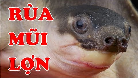 Tìm hiểu về Rùa Mũi lợn | Loài rùa trông thì hiền lành nhưng không hề | Hoàng Long Family