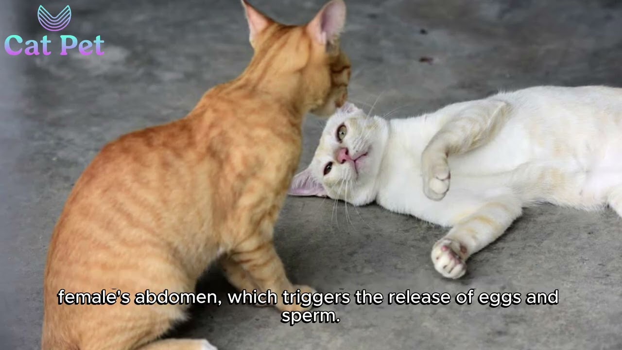 can a cat get pregnant without mating