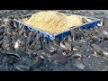 Catfish farming in cement tank in asiahybrid magur fish farming in india