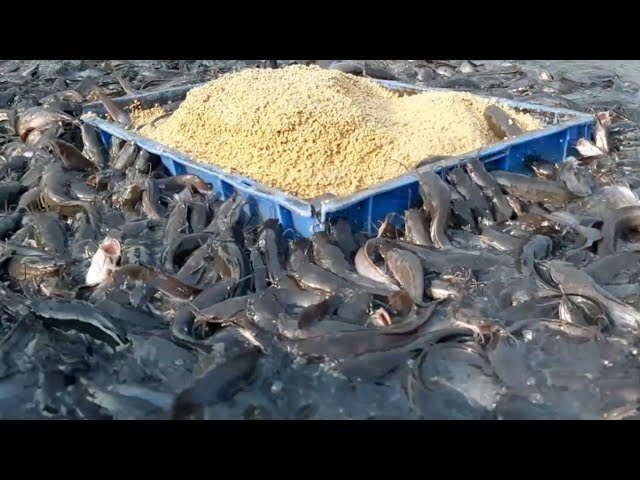 Catfish Farming In Cement Tank In Asia|hybrid magur fish farming in india class=