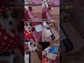 "POV: My dog opens my packages and thinks every package is his 😂📦”