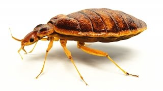 Bedbugs Are Developing A Strong Resistance To Most Common Insecticides - Newsy