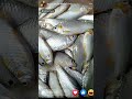 Mashili 