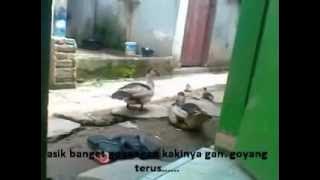 video lucu goyang bebek.wmv