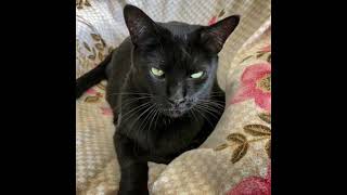 Bombay cat by AFFINITYX#allaboutanimals# 129 views 6 months ago 41 seconds