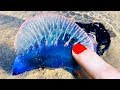 Hands Off! 10 Sea Creatures That Are Extremely Dangerous!