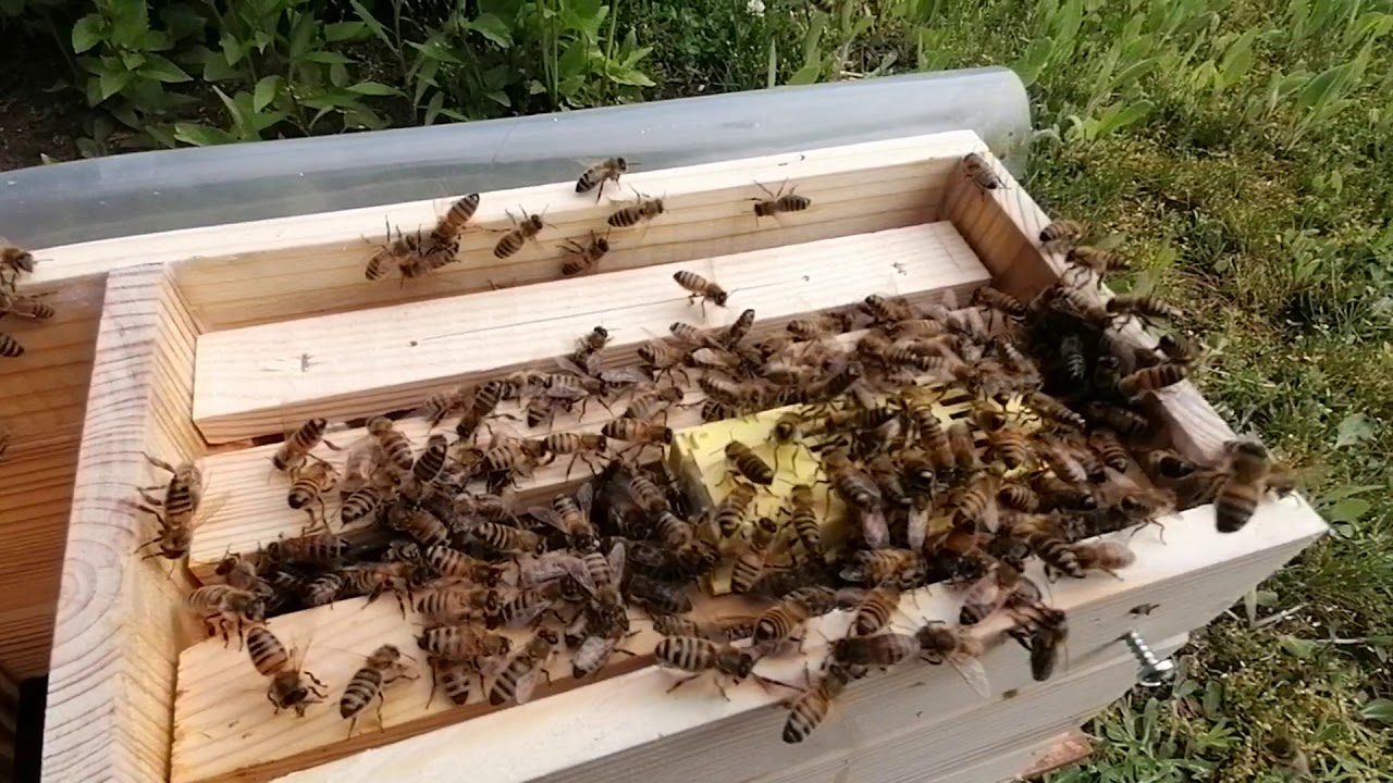 Ulik weselny Doktora Kwaska.