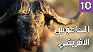 اعرف اكثر | الموت الاسود اخطر حيوان في افريقيا - اخطر 10 حيوانات في العالم