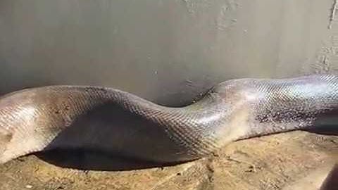 Amazing Capuchin Monkey Save Mouse When Snake Swallow