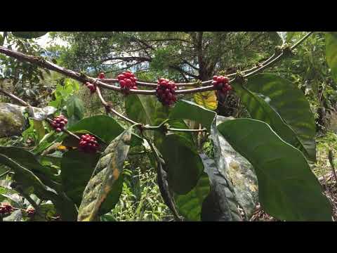 Liberica coffee plants How are they different from Arabica and Robusta