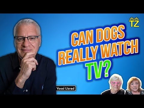 Can Dogs really watch TV? With Yossi Uzrad | Tzuzamen