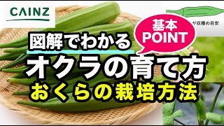 オクラの育て方 夏に人気のおくら栽培 カインズ野菜栽培 Youtube