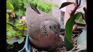板橋陽台花盆珠頸斑鳩孵蛋直播紀錄(上) The spotted dove is hatching egg, and already hatched. IPCAM Live