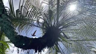 Marqueritaville Cenote