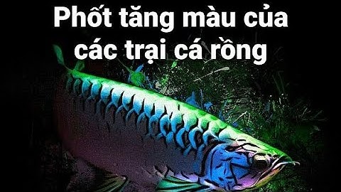Cách nuôi cá Rồng| Phần 16: Phương pháp tăng màu làm HẠI cá Rồng
