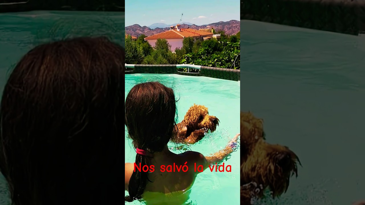 Un Perro Cambió Mi Vida Para Siempre - Un Ángel en mi Camino