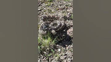 Gopher snake (Pituophis catenifer), New Mexico, USA