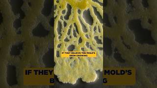 Can finding mold deny your insurance claim?