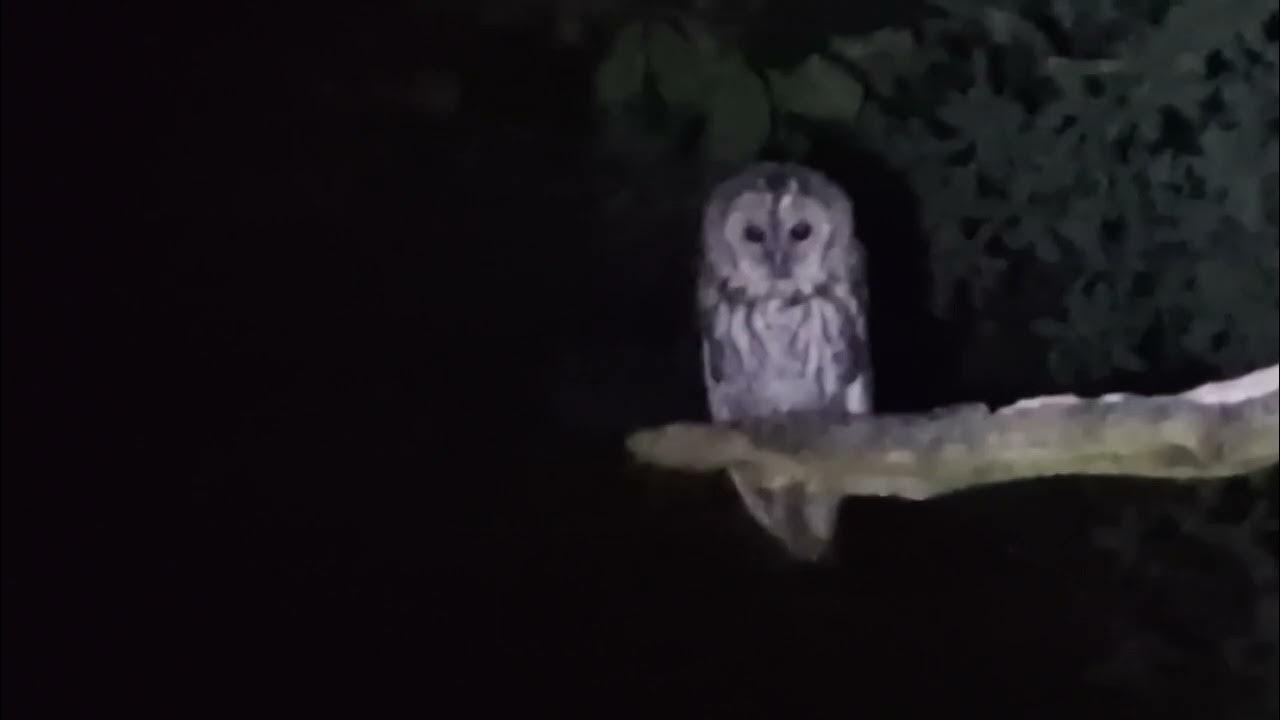 Young Tawny Owl begging call YouTube