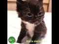 Kocia sierota, #adopcja #opieka #brzuszki #karma #szczeniak #kotki #jedzonko #koty #pies #staruszek