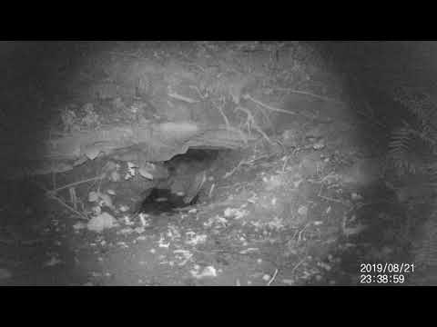 Bat on trail camera