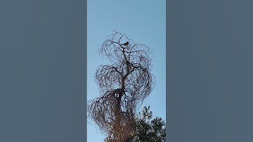 The multiple voices of the mockingbird in Arizona.