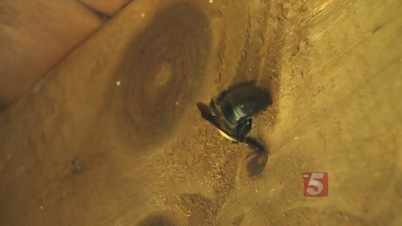 Carpenter Bees Causing Major Damage To Homes YouTube