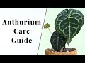 HOW TO CARE FOR ANTHURIUMS | Anthurium Care Guide | How to Care for Rare Anthuriums | Aroid Care