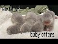 【カワウソ赤ちゃん】桜ママのウソ友、Towaが出産しました！otter Towa gave birth!【特別編】