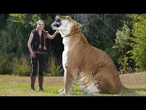Видео: 7 больших кошек в мире и где их можно увидеть в дикой природе
