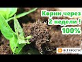 Крупнолистная гортензия -100% результат!! Зимнее черенкование - 2 эффективных способа.