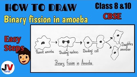 How to draw binary fission in amoeba class 8|Binary fission in amoeba diagram class 10| NCERT