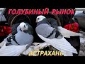 Голубиный рынок в Астрахани! 23.01.22г