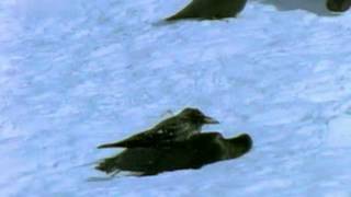 Как вороны катаются на снегу