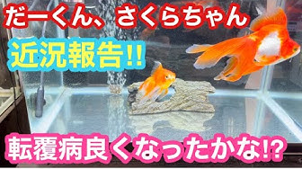 転覆病 Youtube