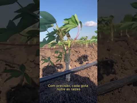 IRRIGAÇÃO POR GOTEJAMENTO