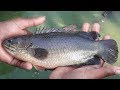 Big Climbing Perch Fish Farming  / 1000+ Climbing Fish Fishing From Pond  With A Fishing Net
