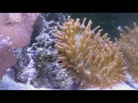 Vídeo: Como Cuidar De Anêmonas Tubulares (subclasse Ceriantharia)