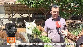 150 minuta TV PRVA - Farma alpaka u Supskoj kod Ćuprije (TV KCN 21.05.2026)