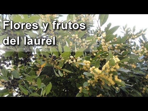 Video: ¿De qué color es el laurel de montaña?