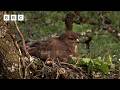 🔴 LIVE wildlife cameras 🌿 2 June 🐦 BBC Springwatch 2026