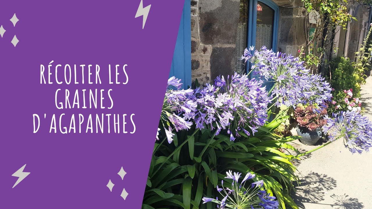 Recuperer Graines Agapanthes